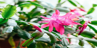 Why it is Hard to Find a Real Christmas Cactus?