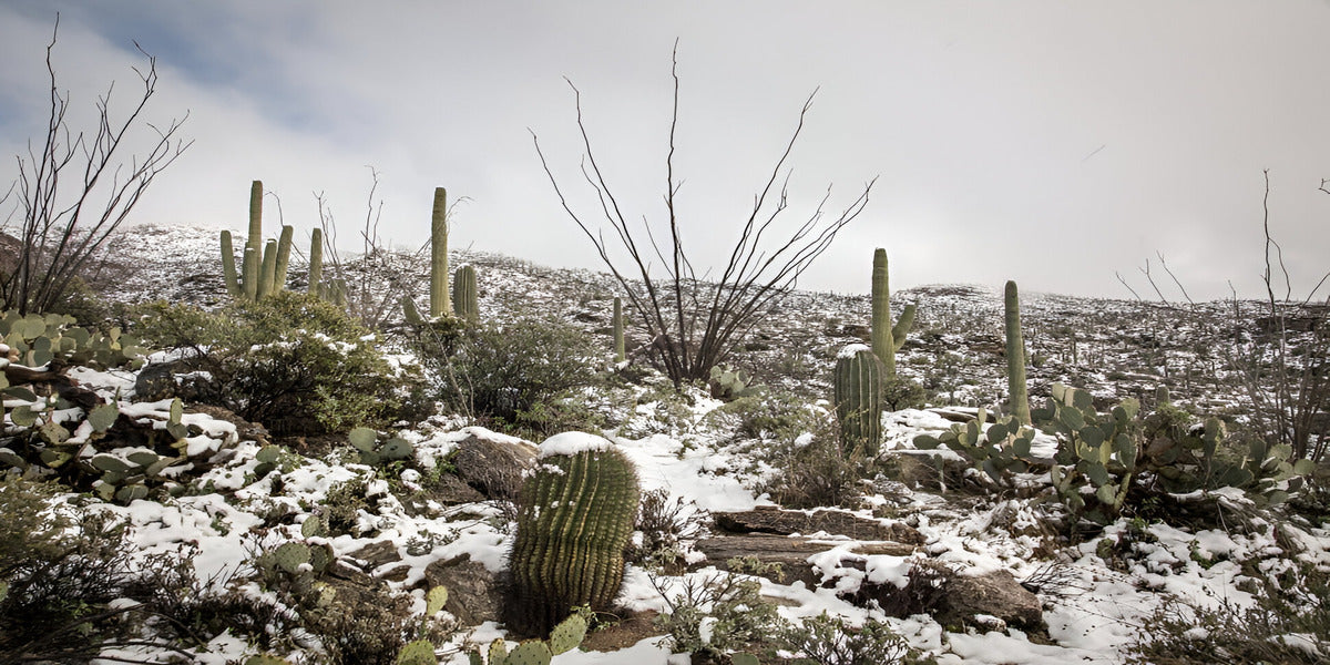 Top 20 Cold Hardy Cactus: That Will Survive Winter - Care & Growers ...