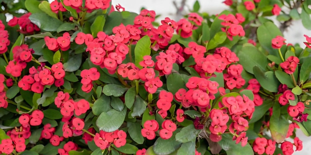 Crown of Thorns Plant (Euphorbia milii) ‘Care & Growing Guide’ – Everything You Need to Know!