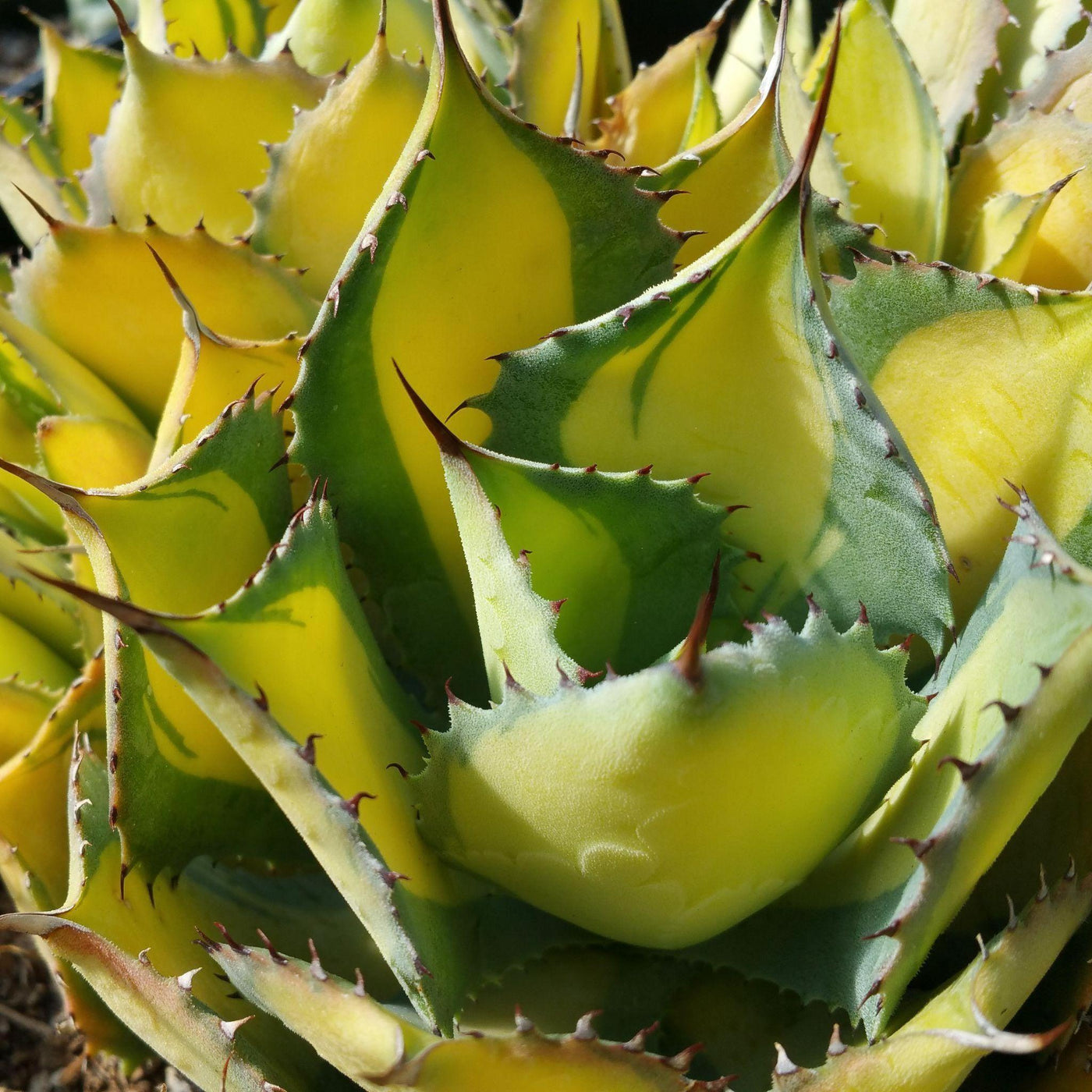 Everything You Need To Know About - Agave Succulents
