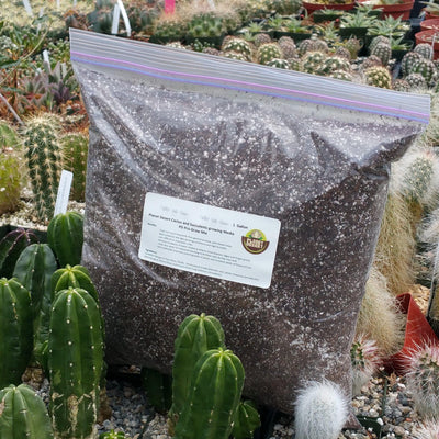 Succulent and Cactus Soil Guide