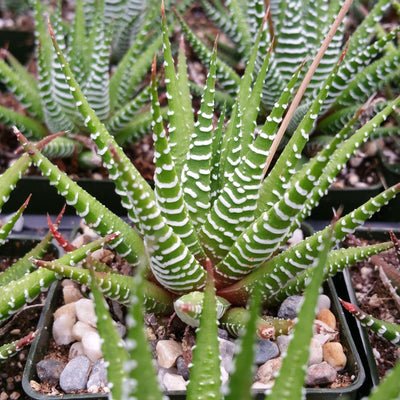 Haworthia Fasciata aka Zebra Plant