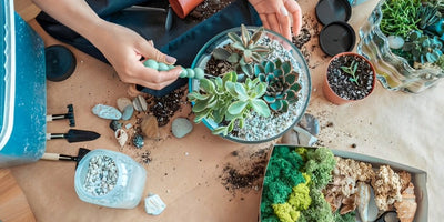 How to Propagate Succulents – Care & Growing Guide