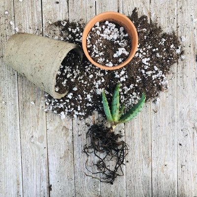 How to Transplant Succulents