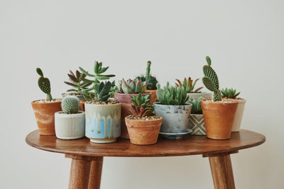 Learn How to Propagate Succulents: 7 Easy Steps