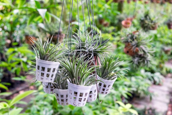 Taking Care of an Air Plant in 7 Simple Steps
