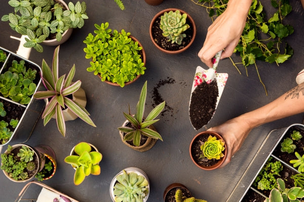A Simple Step-by-Step Guide: Repotting Succulents