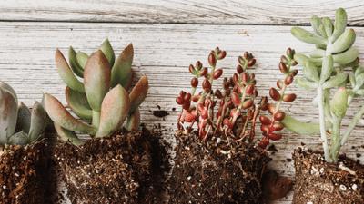 Mini Plants Category