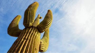 Large Cactus Plants For Sale