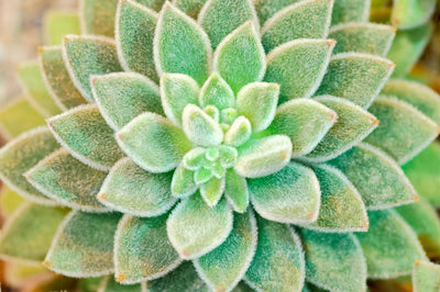 Succulents Category