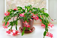 Schlumbergera Holiday Cactus Types