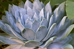 Live Forever Plants - Dudleya Succulents