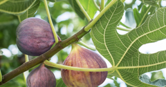Types of Ficus Plant ‘Fig Trees’ for Sale