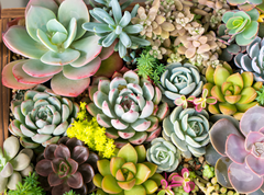 Hens & Chicks Plants - Types of Sempervivum