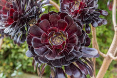 Aeonium Succulents  - Tree Houseleeks