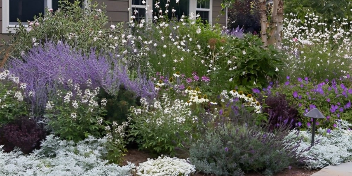 Drought Tolerant Perennial Plants