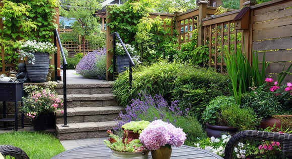 Drought Tolerant Perennial Plants