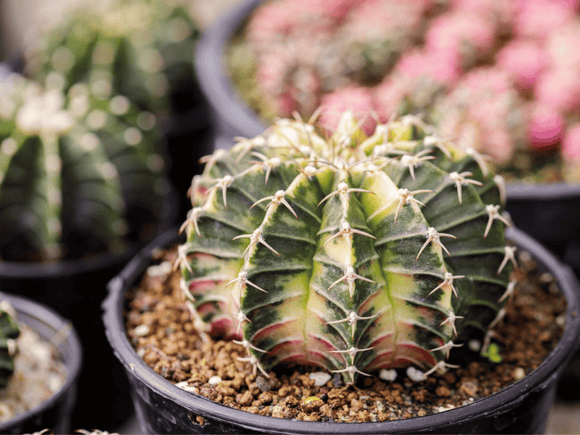 Rare Succulents & Cacti