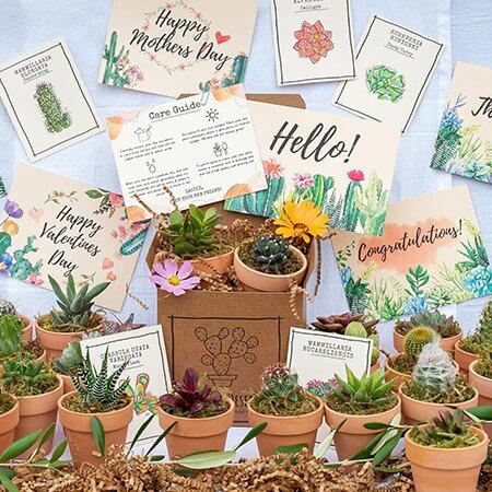 Gifts for Plant Lovers - Cool Succulents & Houseplants with Pots