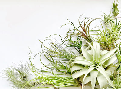 Air Plants Category