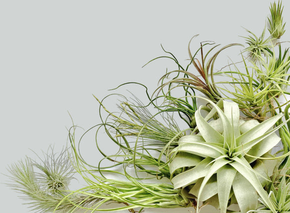 Air Plants Category