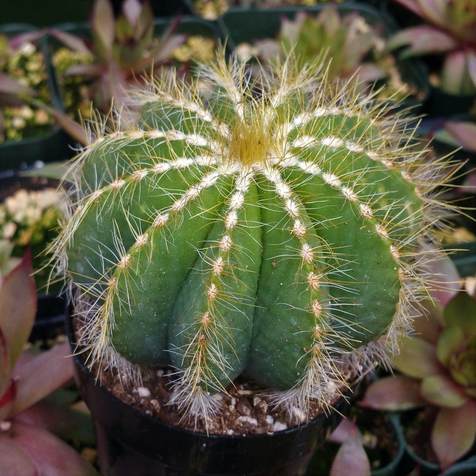 Buy 'Parodia Cactus' Plants for Sale - Planet Desert