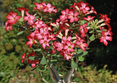 Adenium – Types of Desert Rose Plants
