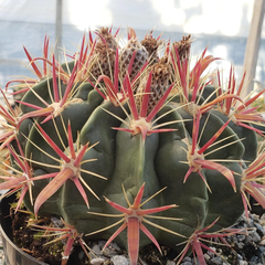 Shop 15 Types of Barrel Cactus ‘Ferocactus’ - Planet Desert
