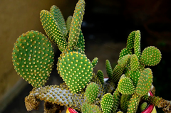 Prickly Pear Cactus - Opuntia