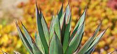 Types of Agave Plants for Sale