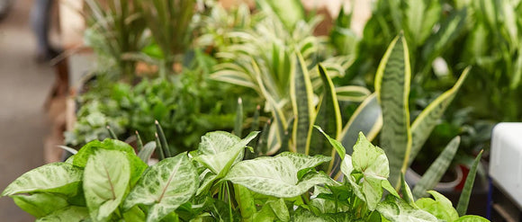 Easy-Care Indoor Plants ‘Best low-maintenance houseplants’
