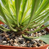 Euphorbia bupleurifolia