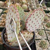 Opuntia Santa Rita pad cutting