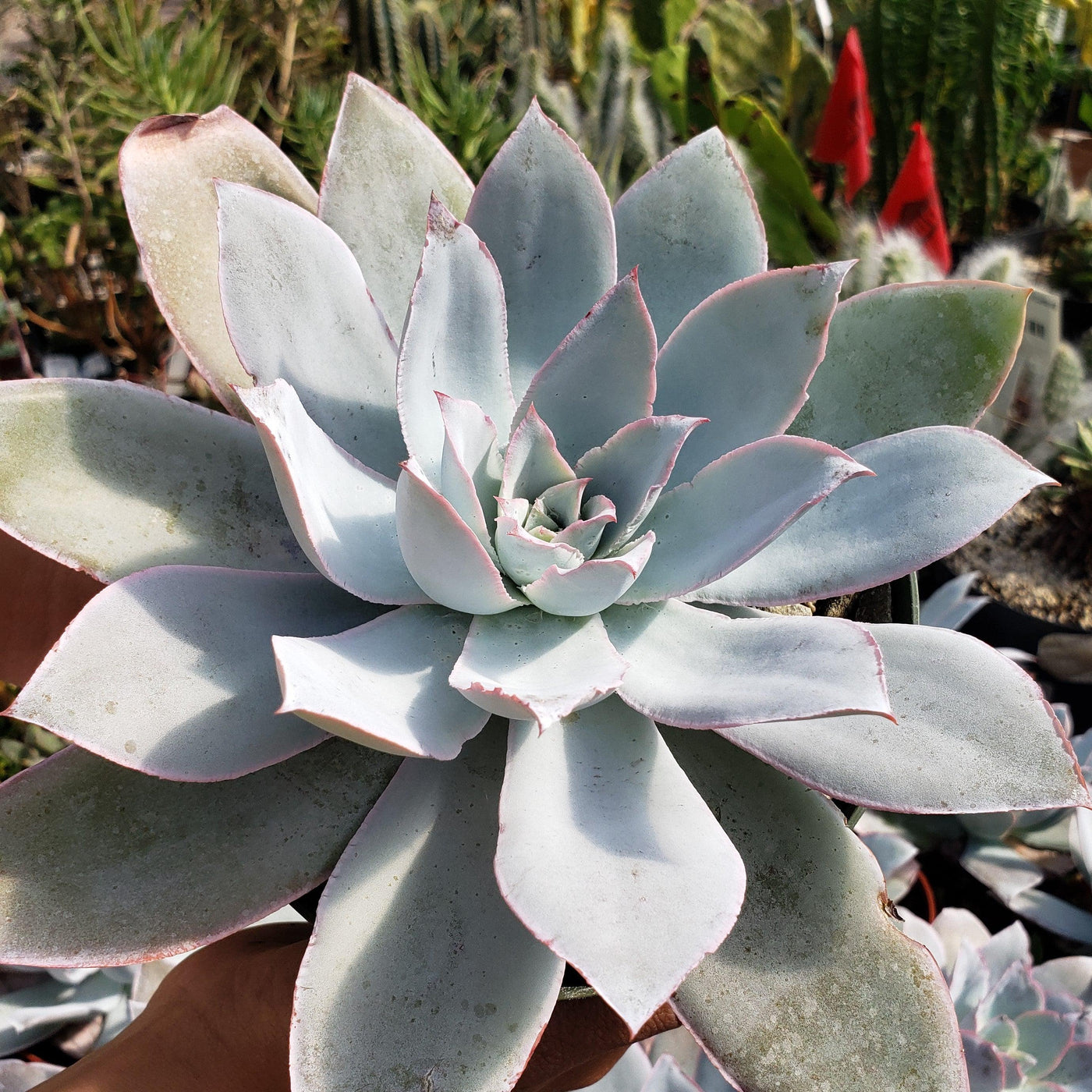 Echeveria cante