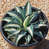 Agave mediopicta alba – White Striped Century Plant