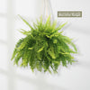 Boston Fern Plants ‘Nephrolepis exaltata’
