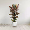 Ruby Ficus Plant - Ficus elastica ‘Ruby’
