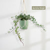 Glacier Ivy Plant – Hedera Helix ‘Glacier Ivy’