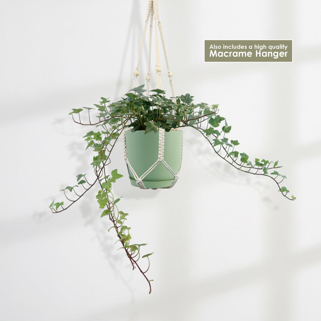 Glacier Ivy Plant – Hedera Helix ‘Glacier Ivy’