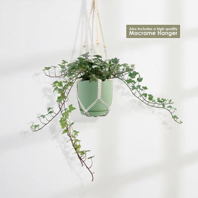 Shop 'Glacier Ivy Plant - Hedera Helix Glacier' Care & Growing