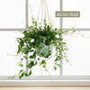 Lipstick Plant &