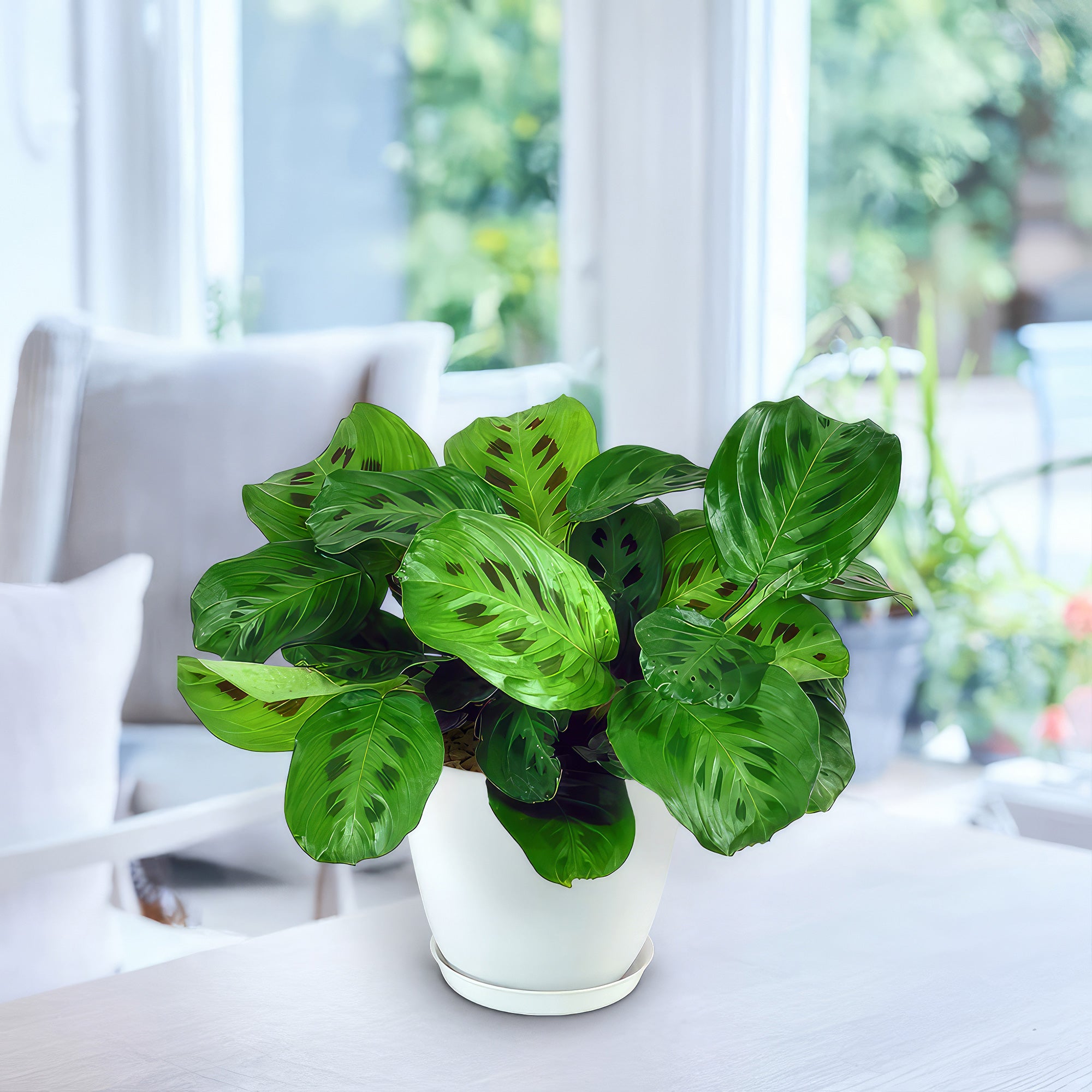 Prayer Plant ‘Maranta leuconeura’