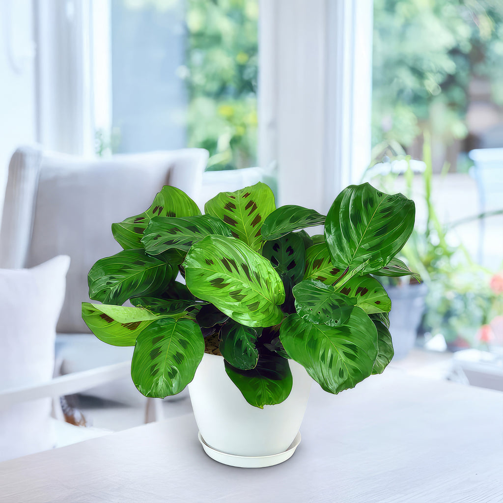 Prayer Plant ‘Maranta leuconeura’