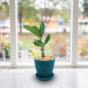Front view of Adenium Obesum Shada showcasing green foliage in a blue pot with a bright window background