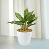 Chinese Evergreen Plant - Aglaonema