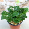 Bronze Beauty Ajuga (Carpet Bugle)