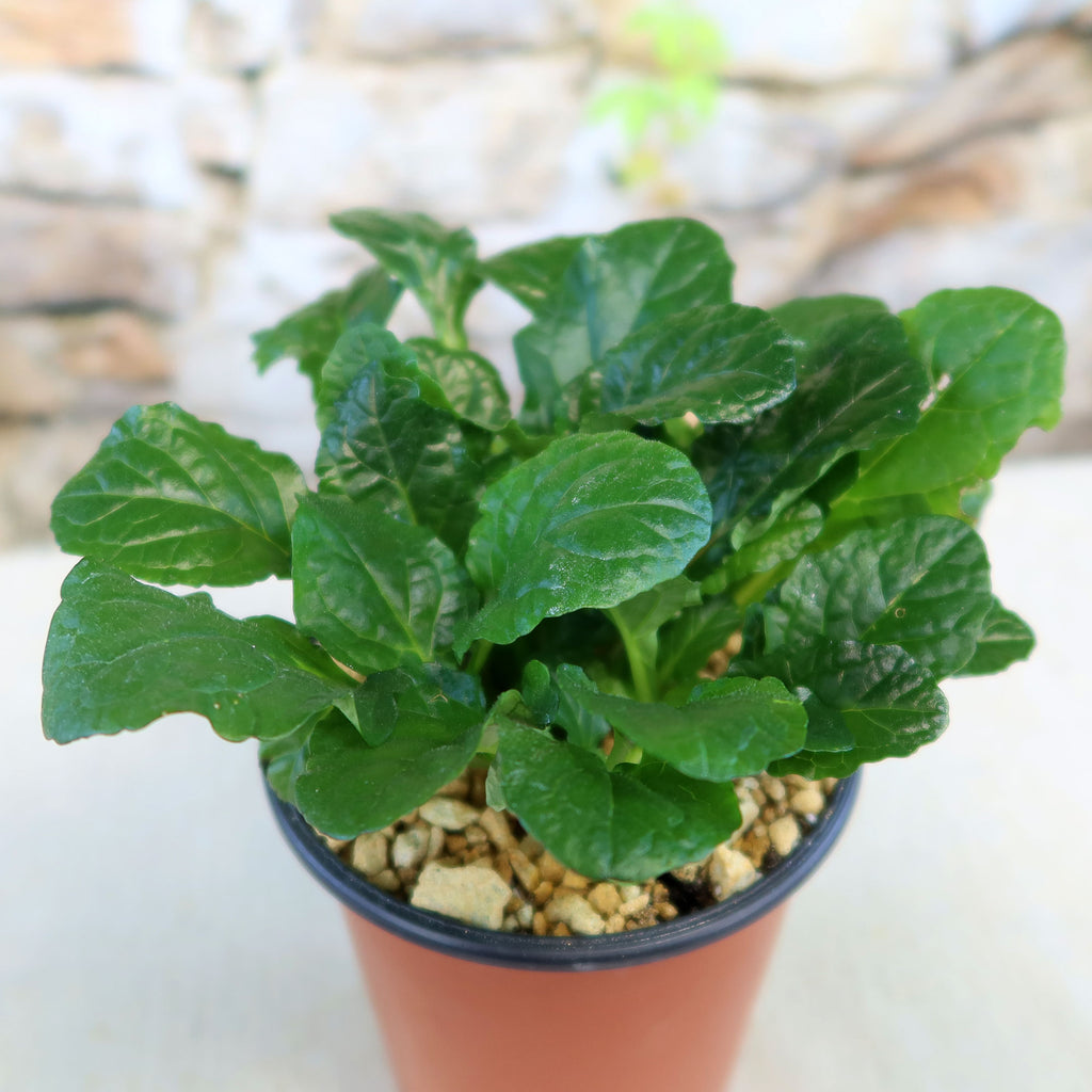 Bronze Beauty Ajuga (Carpet Bugle)
