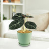 Alocasia black velvet Plant (Alocasia reginula)