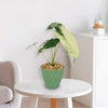 Variegated Elephant Ear (Alocasia Frydek Variegated)