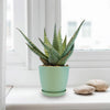 Aloe Delta Dawn